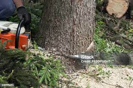 How Our Tree Care Process Works  in  Mundelein, IL